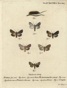 Szűkös tőr, Acronicta auricoma 1-3, platánmoly, Acronicta aceris, szerecsendiómoly 4,5, Hadula trifolii 6 és változatos korona, Hadena compta 7. Johann Carl Bock kézi színű rézmetszet Eugenius Esperlings Schophis Esperlings nyomán. alkotó: Johann Carl Bock