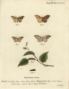Szűkös horoghegy és kavicsos horoghegy. alkotó: Johann Carl Bock