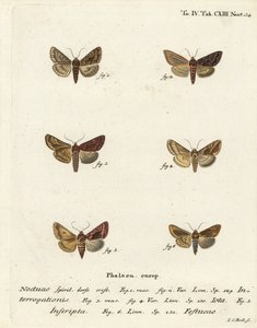 Gyér ezüst Y, Syngrapha interrogationis 1,2, sima arany Y, Autographa jota 3-5, arany folt, Plusia festucae 6. Johann Carl Bock kézi színű rézmetszet Eugenius Johann Christoph Esper A pillangók a Nat alapján készült illusztrációin alkotó: Johann Carl Bock