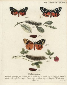 Skarlát tigrismoly, Callimorpha dominula 1-4 és Jersey tigrismoly, Euplagia quadripunctaria 5-7. Johann Carl Bock kézi színű rézmetszete Eugenius Johann Christoph Esper A pillangók természeti illusztrációkban című műve, Erlangen nyomán