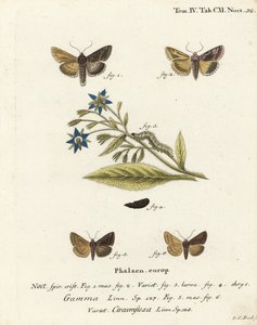 Silver Y moly, Autographa gamma 1-4 és Essex Y lepke, Cornutiplusia circumflexa 5,6. Johann Carl Bock kézi színű rézmetszete Eugenius Johann Christoph Esper A pillangók természeti illusztrációkban című műve, Erlangen nyomán alkotó: Johann Carl Bock
