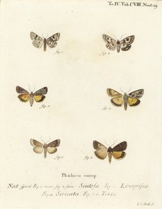 Pettyes lóhere, Schinia scutosa 1,2, Epilecta linogrisea 3, Guernsey alul, Polyphaenis sericata 4, és szalma aljzatú, Thalpophila matura 5,6. Johann Carl Bock kézi színű rézmetszete Eugenius Johann Christoph Esper Die Schmette című műve nyomán alkotó: Johann Carl Bock