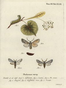 Szórólepke, Asteroscopus szfinx. alkotó: Johann Carl Bock