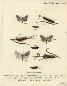 Édes gazlepke, Acronicta euphorbiae 1-5, ritka tőr, Acronicta auricoma 6, és csomós fűmoly, Acronicta rumicis 7-9. Johann Carl Bock kézi színű rézmetszete Eugenius Johann Christoph Esper Die Schmetterlinge in Abbildungen nac című műve nyomán alkotó: Johann Carl Bock