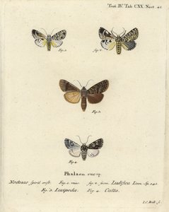 Trichosea ludifica 1,2, déli rusztikus, Rhyacia lucipeta 3 és Lamprosticta culta 4. Johann Carl Bock kézi színű rézmetszete Eugenius Johann Christoph Esper A pillangók a természet utáni illusztrációkban című műve, Erlangen nyomán alkotó: Johann Carl Bock