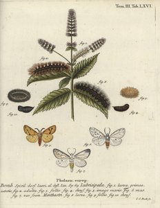 Fehér hermelin, Spilosoma lubricipeda. alkotó: Johann Carl Bock