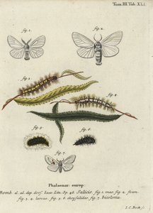 Fehér szatén és fehér kiemelkedő lepkék. alkotó: Johann Carl Bock