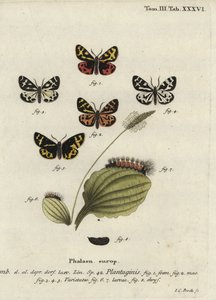 Erdei tigrismoly, Parasemia plantaginis.