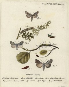 Üresmoly, Cucullia absinthii 1-3, égermoly, Acronicta alni 4-6 és Cucullia tanaceti 7. Johann Carl Bock kézi színű rézmetszete Eugenius Johann Christoph Esper A pillangók a természet utáni illusztrációkban című műve alapján, Erlangen alkotó: Johann Carl Bock