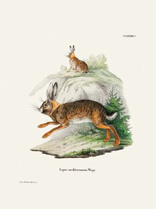 Cape Hare  Írta: Johann Christian Daniel Von Schreber.