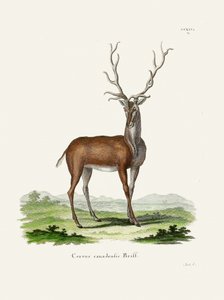 Elk  Johann Christian Daniel Von Schreber műve.