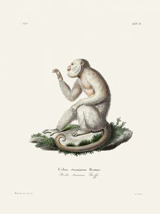 Karcsú kapucinusmajom, Johann Christian Daniel von Schreber alkotása.
