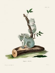 Koala – Johann Andreas Wagener