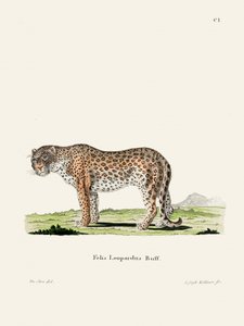 Leopárd – Johann Andreas Wagener