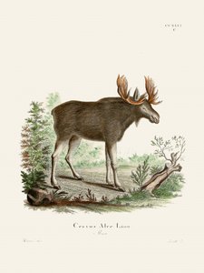 Moose, Johann Christian Daniel von Schreber műve.