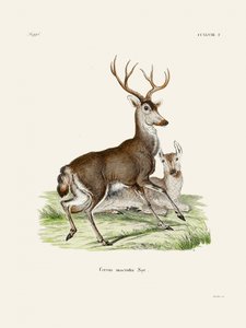Mule Deer, Johann Christian Daniel von Schreber alkotása.