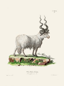 Ovis Aries, Johann Andreas Wagener és Johann Christian Daniel Von Schreber műve.