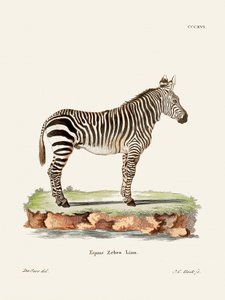 Zebra a „Die Säugthiere” (1778–1855) című műből, Johann Christian Daniel von Schreber szerzőtől.