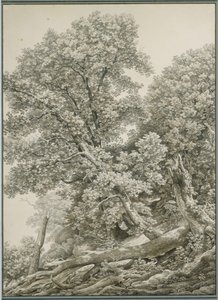 Nagy fa tanulmány alkotó: Johann Christian Reinhart