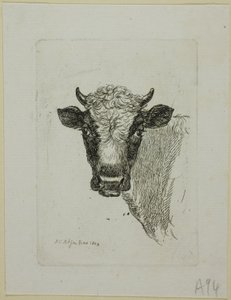 Egy fiatal bika feje, a Die Zweite Thiernahme-tól alkotó: Johann Christian Reinhart
