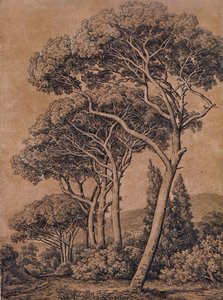 J C Reinhart Esernyőfenyő 1791 alkotó: Johann Christian Reinhart