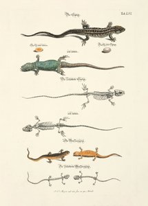  alkotó: Johann Daniel Meyer