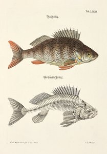  alkotó: Johann Daniel Meyer