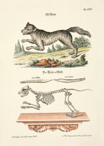  alkotó: Johann Daniel Meyer