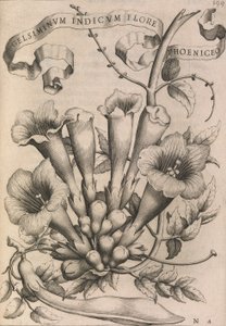 Gelsiminvm indicum phoeniceum virág, 1633 alkotó: Johann Friedrich Greuter