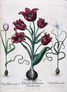 Tulipán, 1613