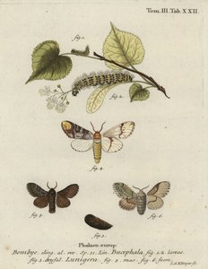Buff-Tip Moth, Fleura