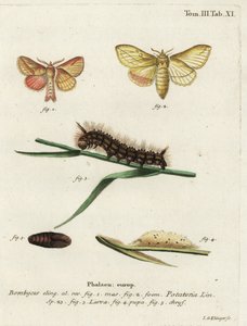 Ivómoly, Euthrix potatoria.