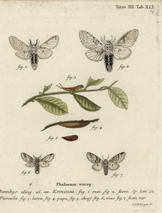 Kisebb gennymoly, Cerura erminea.