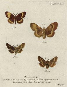 Tölgytojás és fűtojásmoly. alkotó: Johann Georg Klinger