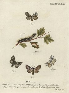 Paul Walk Egger, Trinity Craze. alkotó: Johann Georg Klinger