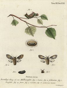 Tawny kiemelkedő lepke, Harpyia milhauseri. alkotó: Johann Georg Klinger