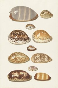 Tizenegy nagy és kis trópusi cowrie kagyló alkotó: Johann Gustav Hoch