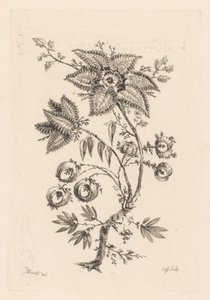 csillag alakú virágok Fleures Baroques (sorozat címe)