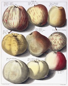 Különféle almák, 1758 alkotó: Johann Hermann Knoop