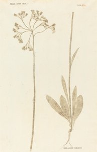 Hieracium Cymosum alkotó: Johann Hieronymus Kniphof