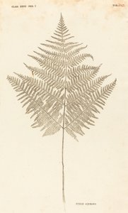 Pteris Aquilina alkotó: Johann Hieronymus Kniphof