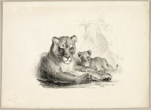 Oroszlán kölykökkel alkotó: Johann Höchle