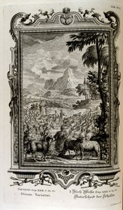 Bibliai juhfajták alkotó: Johann Jakob Scheuchzer