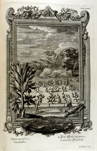 kaktusz termesztése alkotó: Johann Jakob Scheuchzer