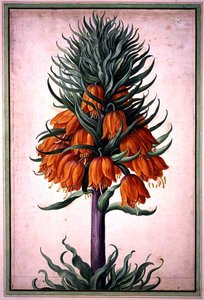 Fritillaria imperialis (császárkorona) 25. tányér a Nassaui Florilegiumból (akvarell, papír)