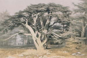 Libanon cédrusai. Rézkarc Bernatz és társai - Steinkopk J.F. Szerkesztő