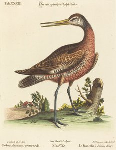 Amerikai fedoa, orosz pectore alkotó: Johann Michael Seligmann after George Edwards