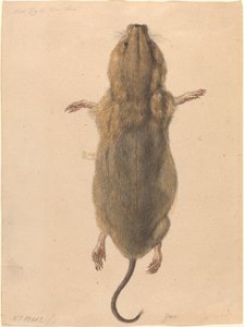 Egy mezei egér, felülről alkotó: Johann Rudolph Schellenberg