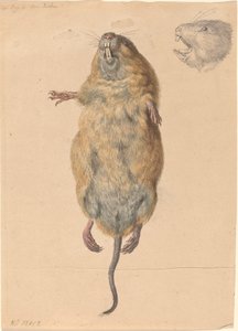 Egy mezei egér, alulról alkotó: Johann Rudolph Schellenberg