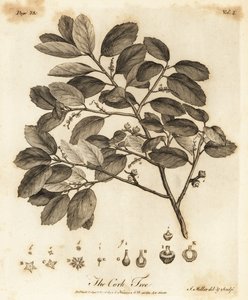 Parafa tölgy, Quercus suber.